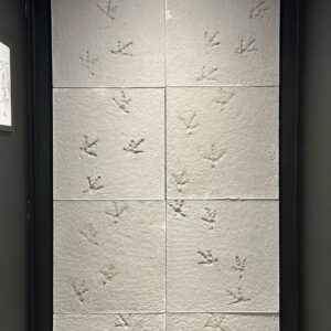 Pegadas que Contam Histórias