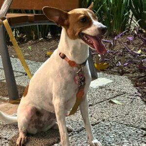 Piso Drenante / Brita